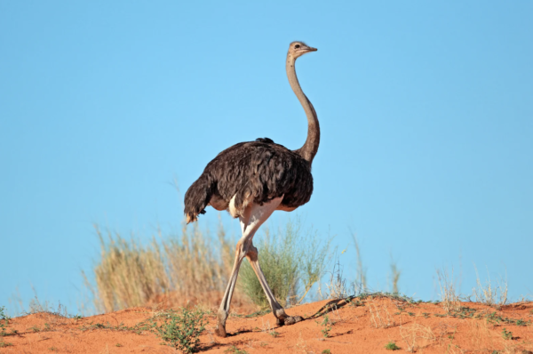 Ostrich - Kuene